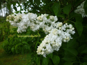 syringa arbres ornement